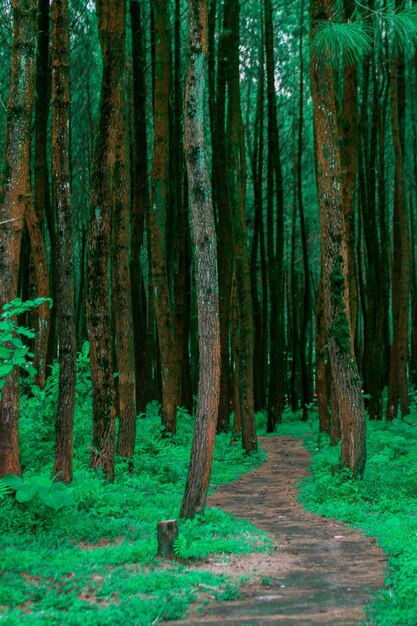 Photo pine forests