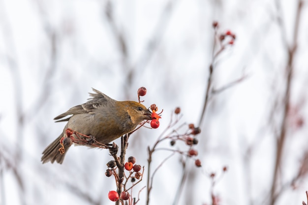 Grosbeak di pino, enucleatore di pinicola, uccello femmina che si nutre di bacche