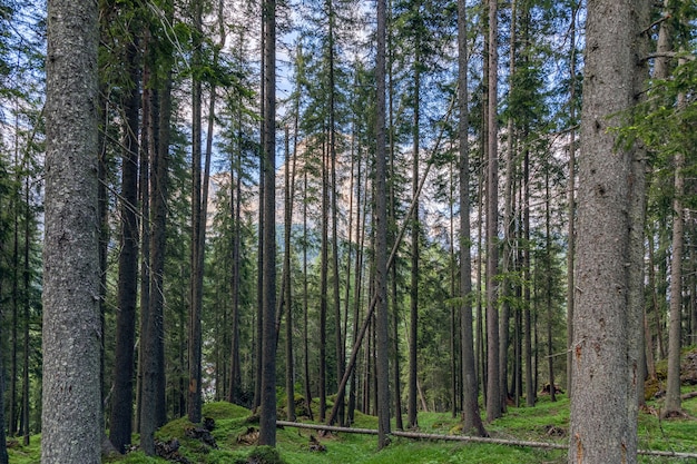 Pine grove in an alpine forest