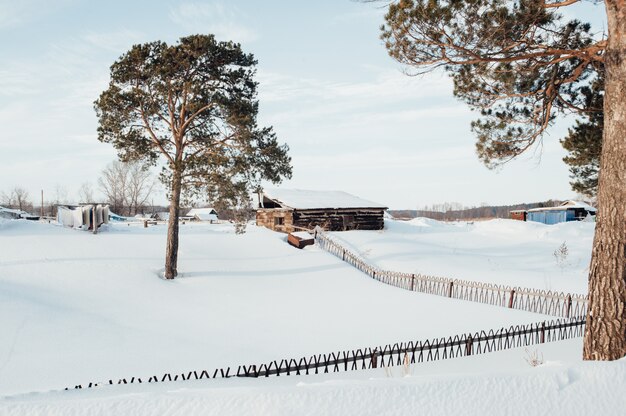 Pine grows outside the fence. 