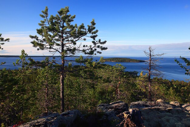 Foto pino sul lago della foresta collinare