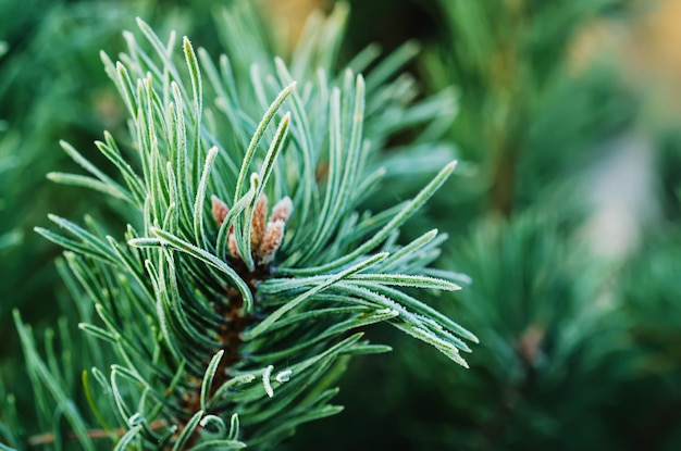 Pine iced tree