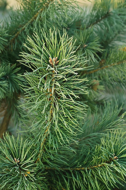 Pine iced tree