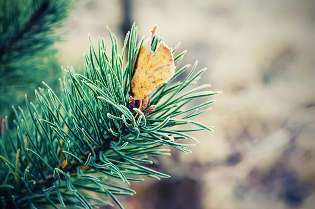 Pine iced tree