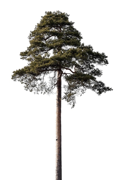 Pine isolated on a white background. conifer