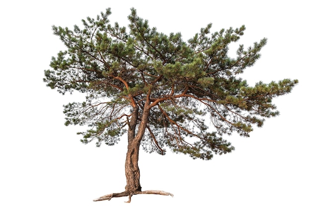 Pine juniper tree on white background