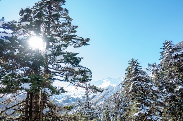 Pine leaf with snow in winter season