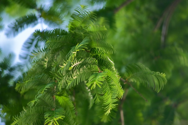 Photo pine leaves blowing in the wind under the sun