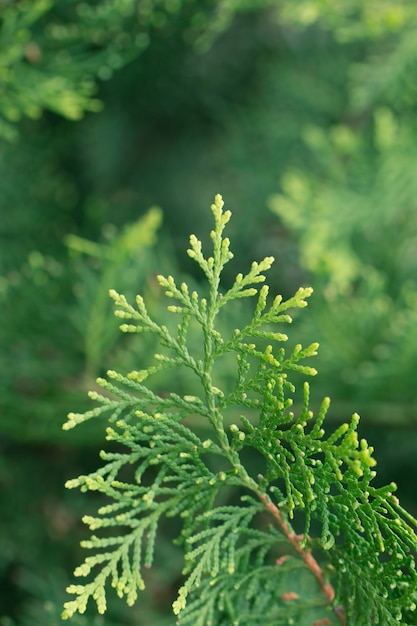 Foglie di pino, sfondo evergreen thuja, albero di natale e albero di natale concetto di fondo