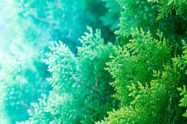 pine leaves, Evergreen Thuja background, Winter tree and christmas tree background concept