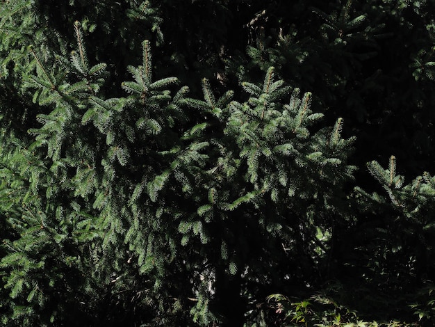 Pine leaves texture