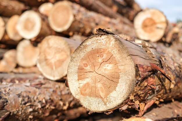 Pine logs close-up Ontbossing Houtvoorbereiding houtkapindustrie