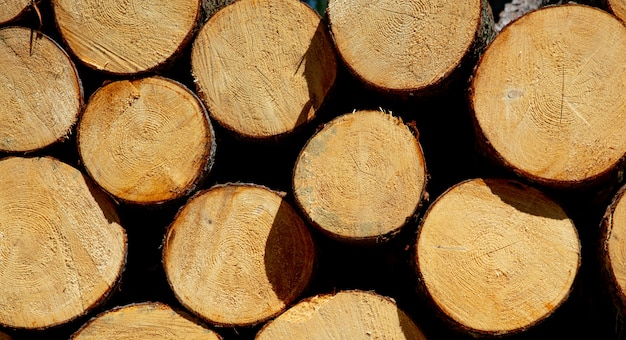 Pine logs in a forest of Sudetes, Poland