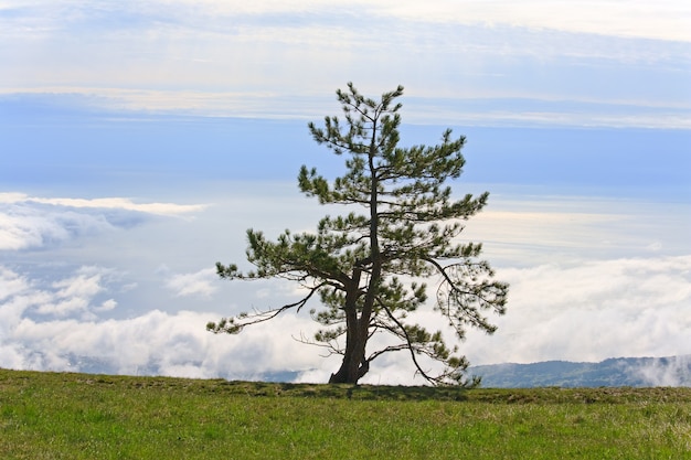 Pine lonely tree on overcast sky and sea 