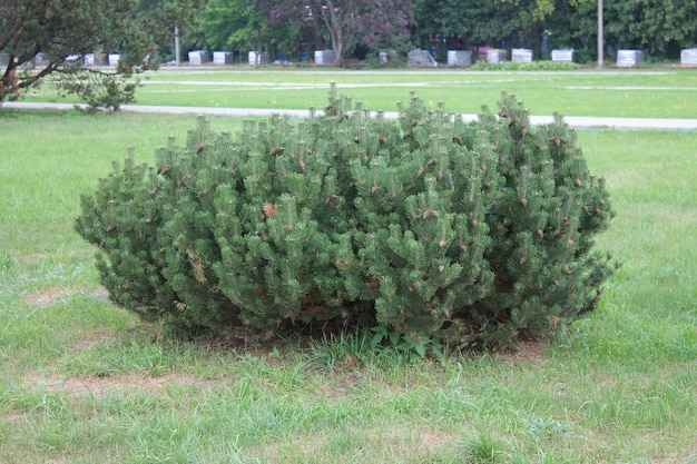 Pine Mexican groeit in een botanische tuin Pine Mexican op een geïsoleerde achtergrond