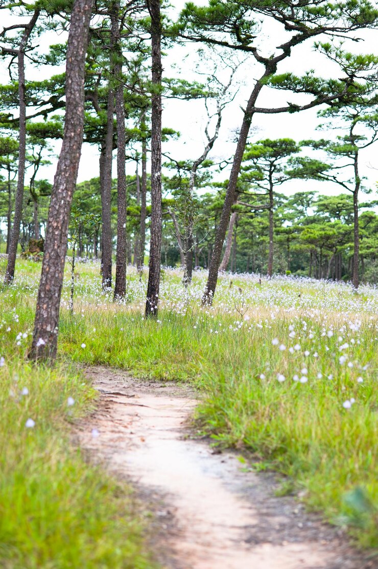 Photo 파우 소이 다오 국립공원 태국 우타라디트 산의 안개에 있는 소나무