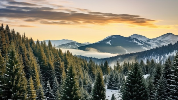 Pine needle trees on a high mountain in front of a high mountain in the distance