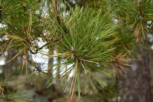 Pine needles closeup in a spring pine forest Skripino village Skrzypinski Kuchury Ulyanovsk Russia