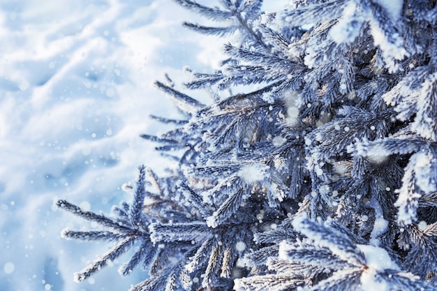 Photo pine needles covered with snow