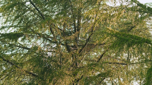 夕陽の光で松の針が落ちる雨の後松の針に落ちる水の滴が夕陽の松の枝に落ちている