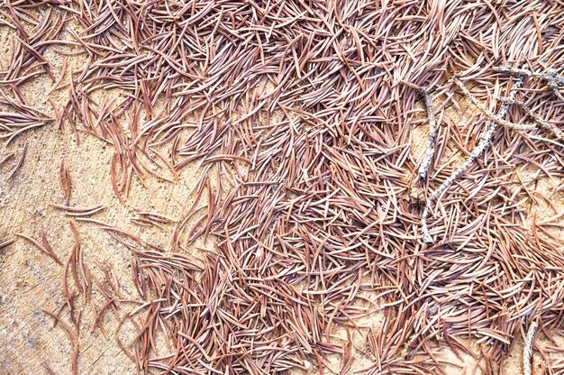 Pine needles on tree trunk