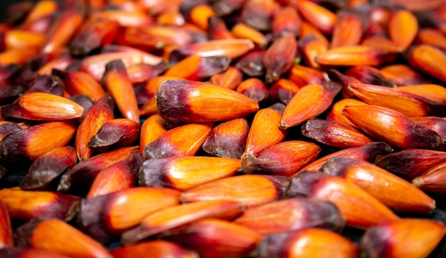 Pine nut fruits of the Parana pine Auraucaria angustifolia