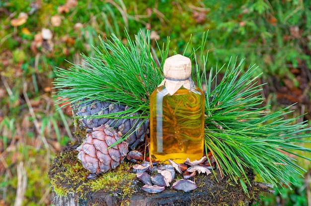 Pine nut oil in a glass bottle Nearby are cedar branches and cedar cones On a stump overgrown with moss Coniferous forest background