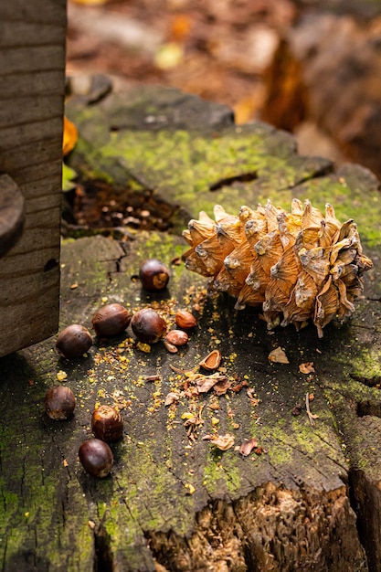 Foto pinolo e cappotto di pino sul ceppo nella foresta