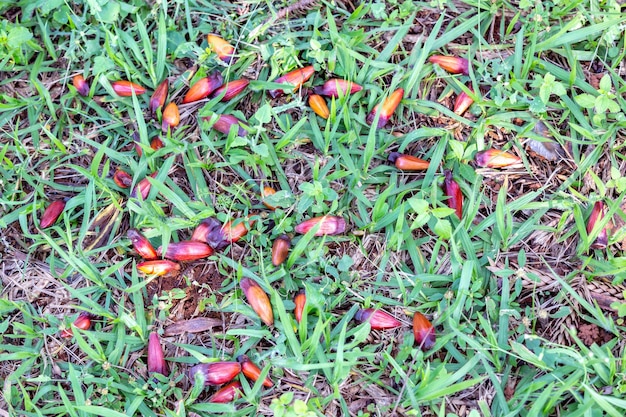 Pine nuts from the Parana pine Araucaria angustifolia on the ground with grimpas