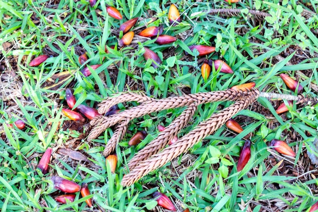 Pine nuts from the Parana pine Araucaria angustifolia on the ground with grimpas