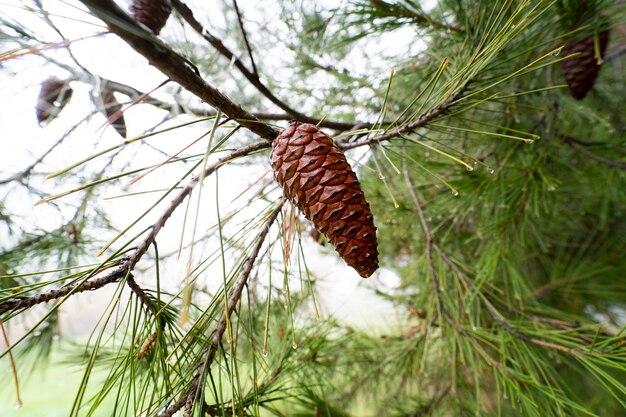 Pine nuts hanging from a pine