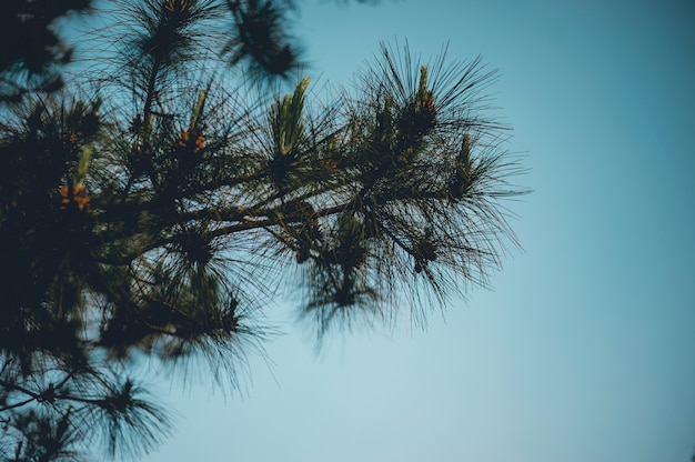 Pine and pine Occurs in the mountains during the cold winter trees. And the pine is dry. 