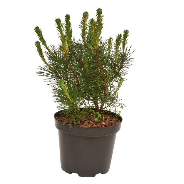 Pine Pinus mugo in a pot isolated on white background Flat lay top view