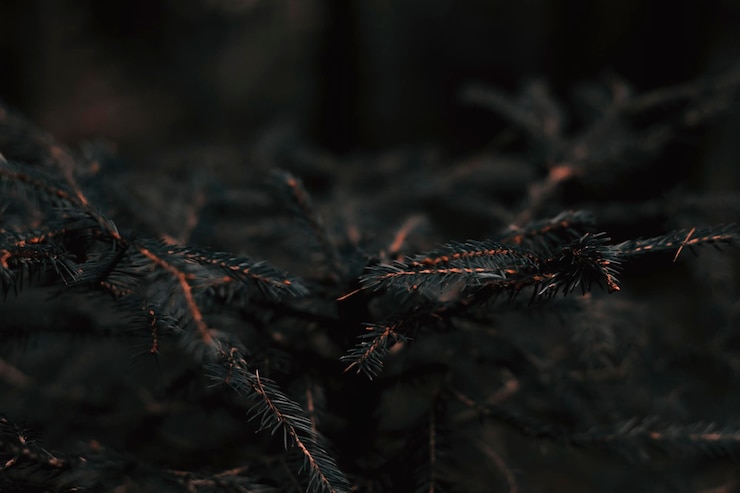 Photo pine plant with green needles and pine cones in autumn