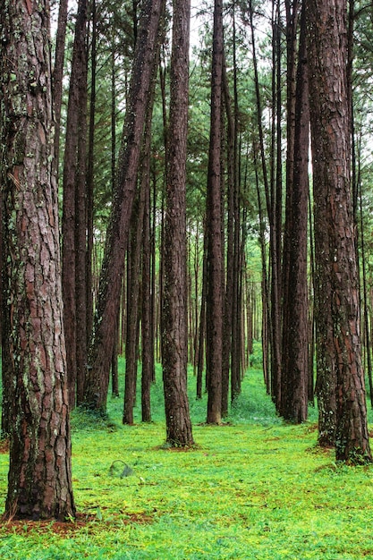 Pine plantage in het regenseizoen.