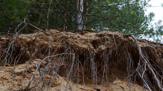 粘土質の砂の崖の端で地滑りが発生した後の松の根