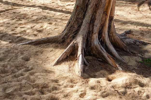 Pine roots tree tropical tree roots big pine trees with textured bark