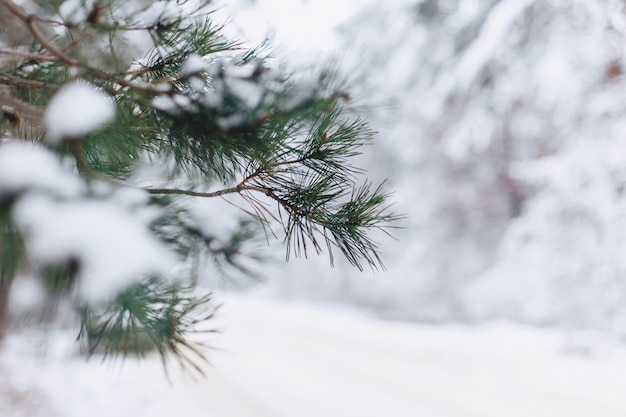 Pine in the snow cover closup