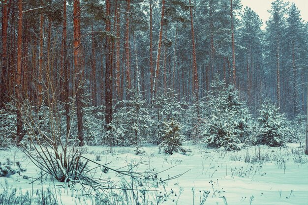 Pine snowy forest at snowfall in winter