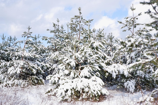 Pine snowy forest on a sunny winter day