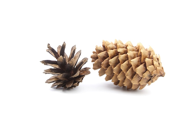 Pine and spruce cones isolated on white background Christmas decoration