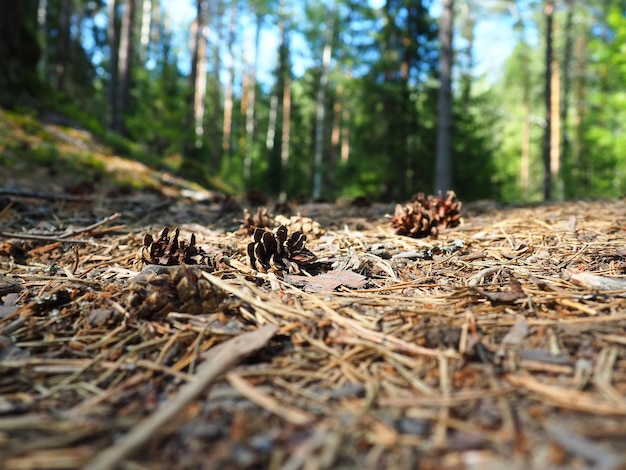 Pine or spruce cones lie on old dried up foliage and on pine
needles closeup forest path in a coniferous forest green trees in
the background the theme of ecology and forest conservation