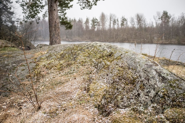 早春、湖と岩の多い海岸を背景に、雪がちりばめられた石の丘の上の松。