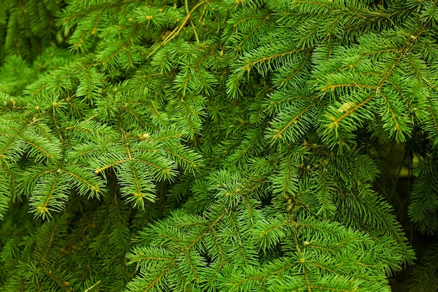 Pine tree achtergrond