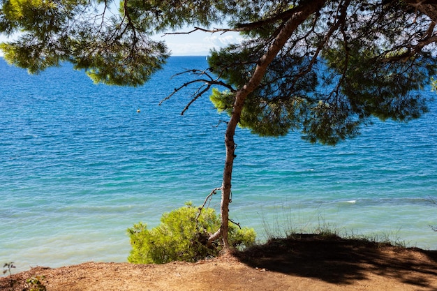 Pine tree next to the adriatic sea