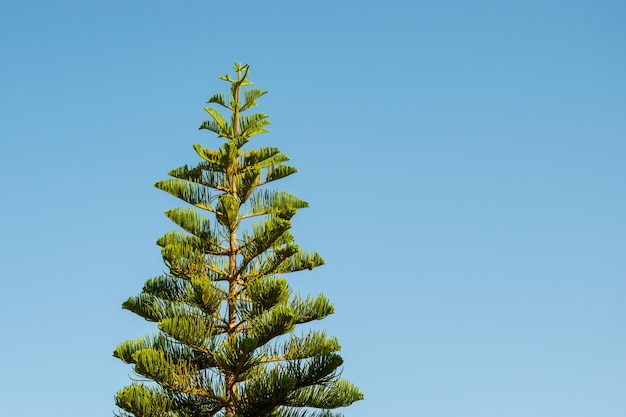 Foto albero di pino contro il cielo blu