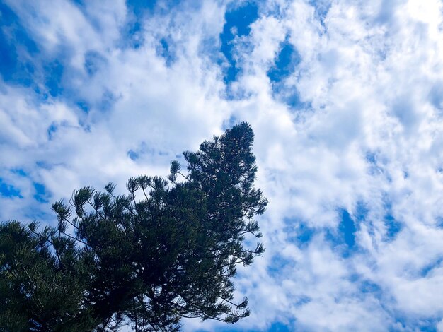 Foto pino contro il cielo