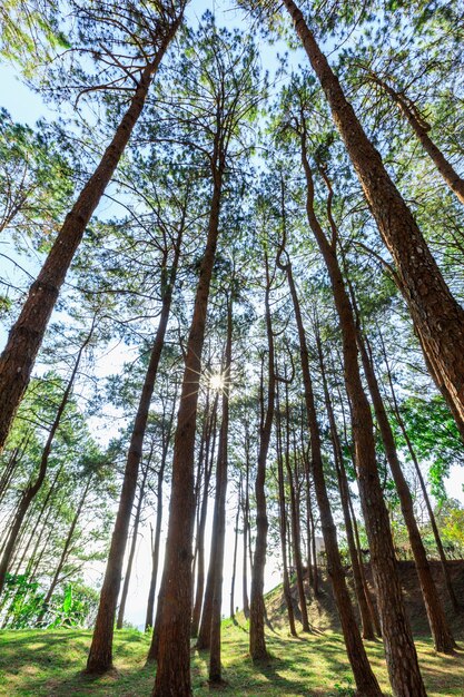 pine tree ans morning light 