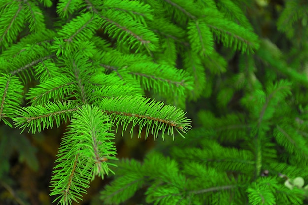 Pine tree background