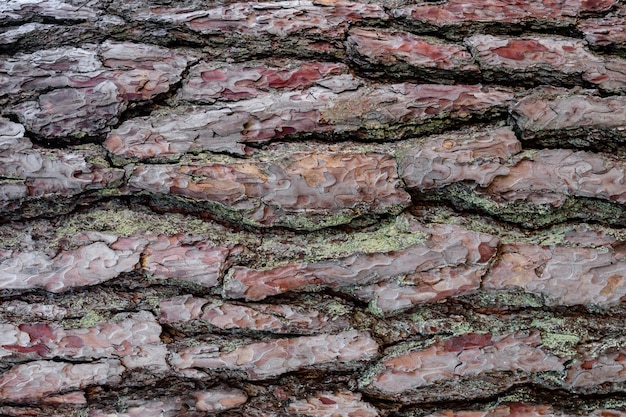 Priorità bassa della corteccia di albero di pino. primo piano rosso di struttura del pinus. superficie naturale ruvida strutturata di dettaglio